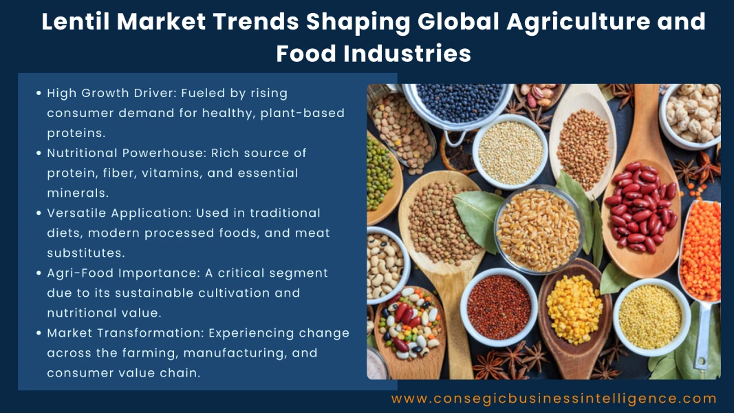 Lentil Market Trends Shaping Global Agriculture and Food Industries Blog